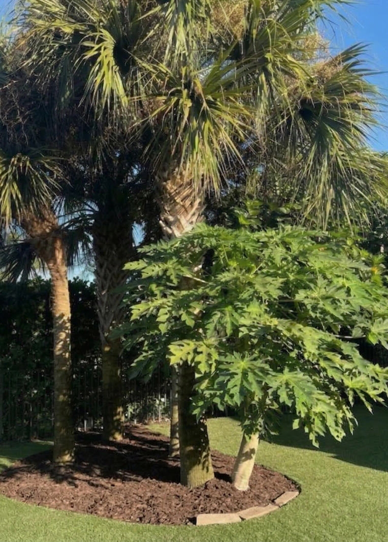 Professional Property & Tree Care (Content Image)